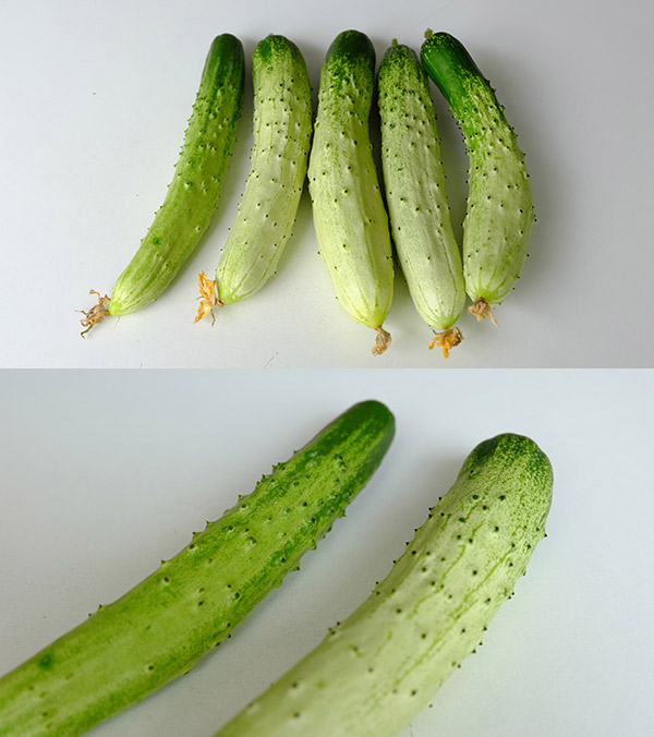 上：初回収穫の５本。一番左のみ「高井戸」の種子から収穫<br>下：ボツボツが黒く、大きく鋭い