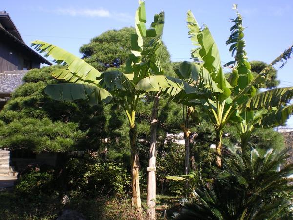 芭蕉の木