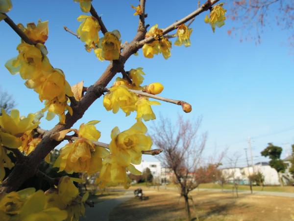 「四季の広場」ではロウバイが初春から花を咲かせる