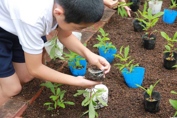 2019（令和元）年、区立松ノ木小学校で千日紅の苗植えを手伝ってもらった（写真提供：山田重子さん）