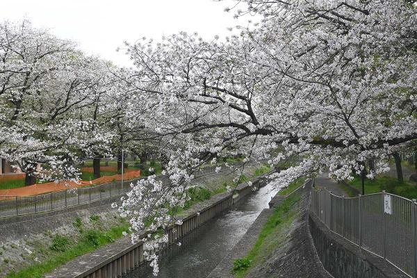 花びらが善福寺川に舞い散る尾崎橋付近<br>（撮影：2024年4月12日 金曜日）