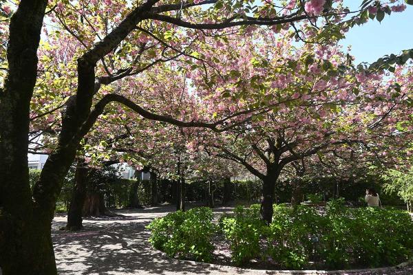 花盛りの頃は広場が桃色に包まれる（撮影：2024年4月19日）