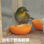自宅で野鳥観察