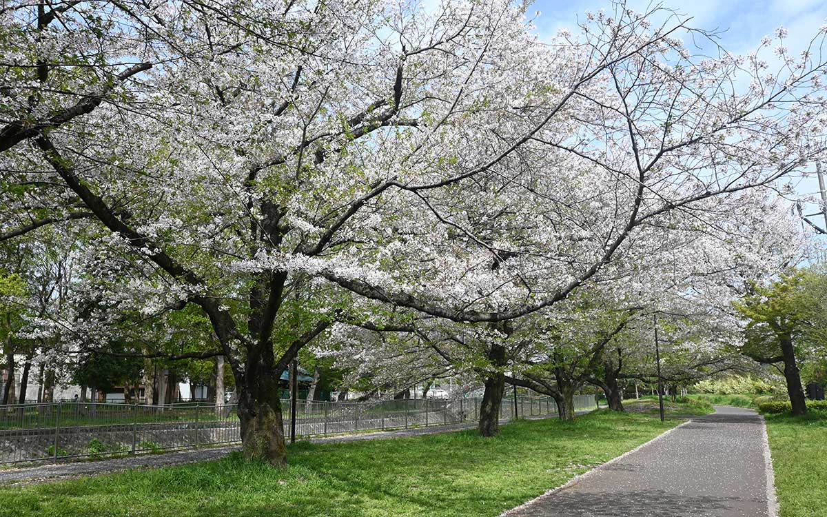 相生橋付近。葉桜のピンクと緑のコントラストが美しい（撮影：2024年4月12日 金曜日)