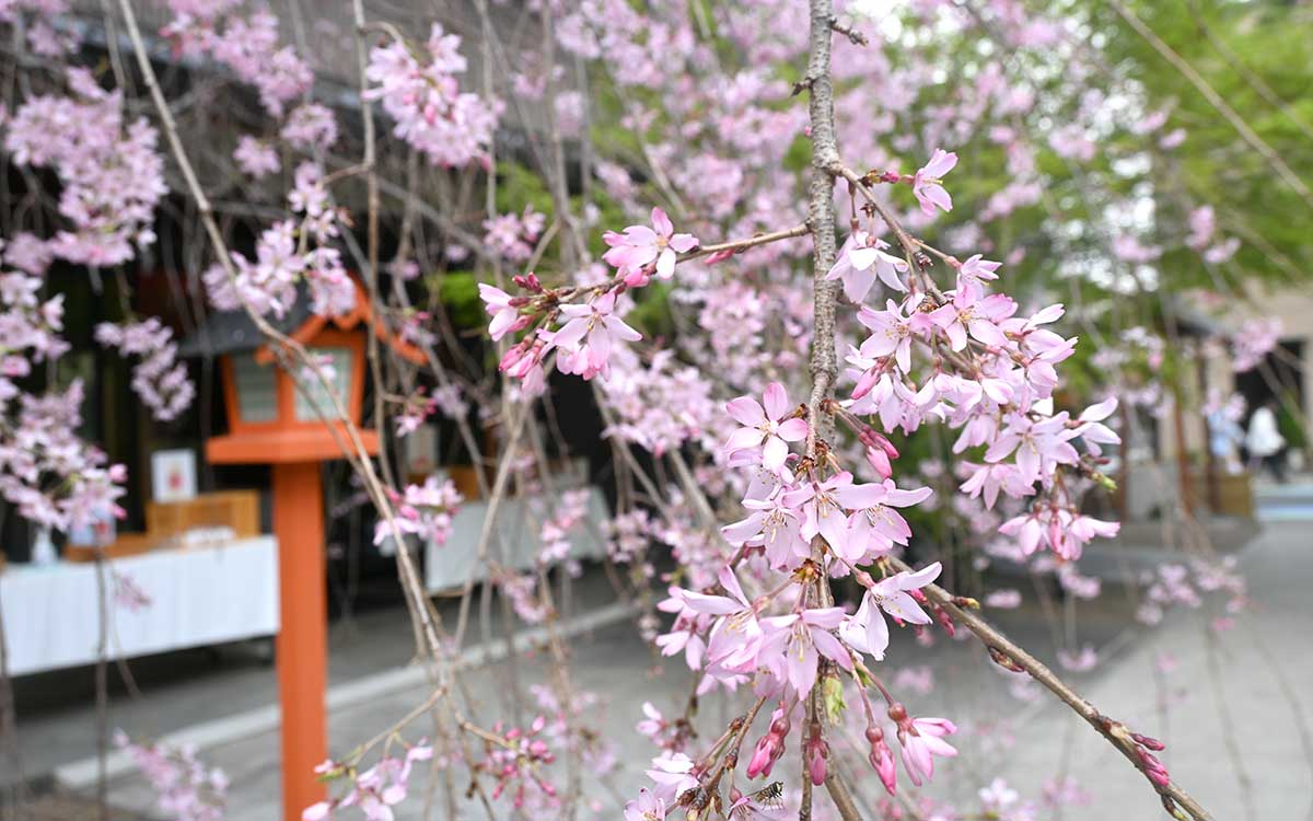 花びらの先が少し濃いピンク色をしており、写真に映える（撮影：2024年４月１日）