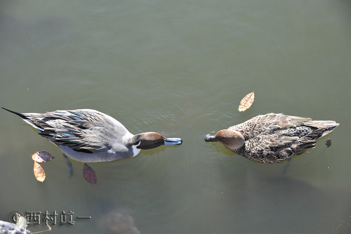 オナガガモ（雄、雌）。善福寺公園、上池で撮影