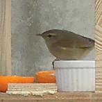 画像:自然 Nature