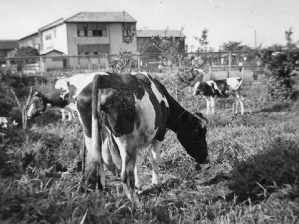 昭和27年 高円寺付近の牛の放牧
