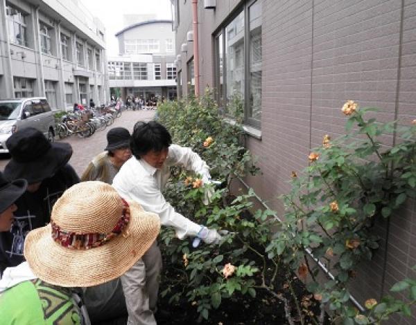 バラ剪定を指導する横山さん