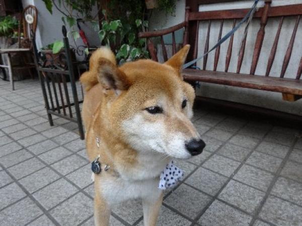 ポロン亭には看板柴犬の「ブン太」