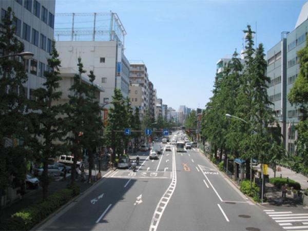 青梅街道の街路樹