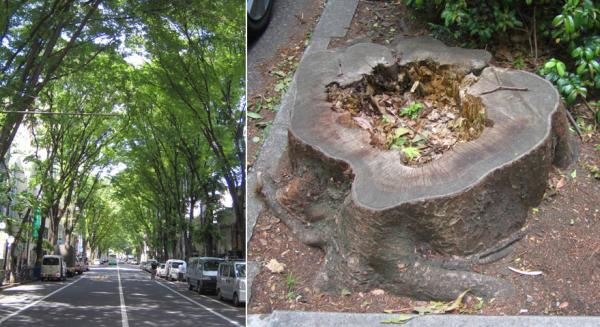 中杉通りの街路樹と切り株