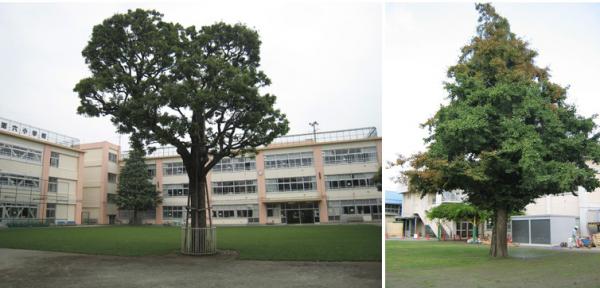 杉並区立第六小学校のカシ