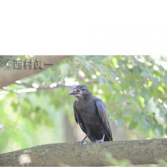 ハシブトガラスの幼鳥