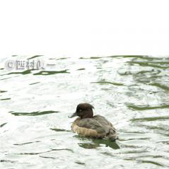 雌のキンクロハジロ