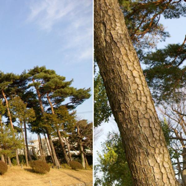 柏の宮公園のマツ