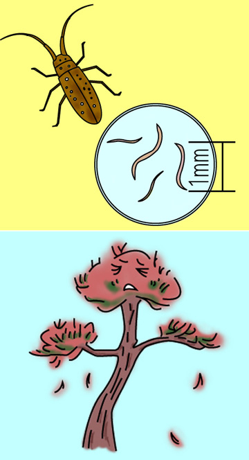 カミキリ虫とセンチュウ