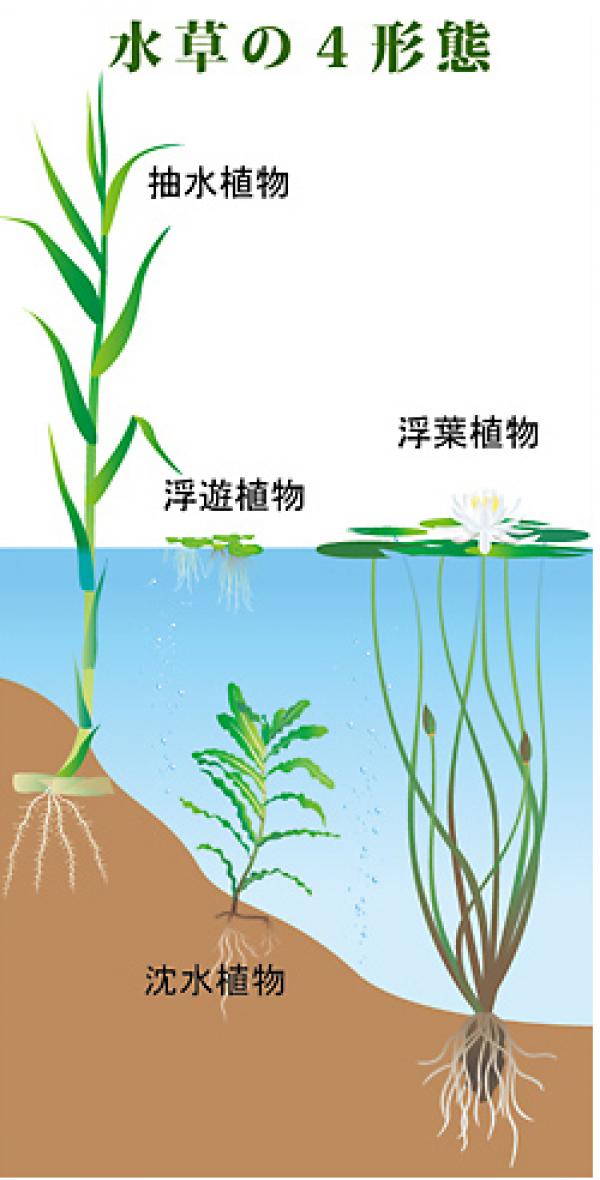 水草の４形態