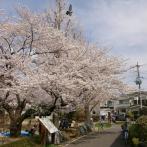 杉並区立中瀬児童遊園の桜