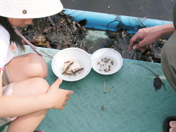 見つけたヤゴは種類別に数える