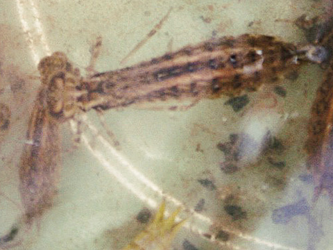 小さいヤゴのわき腹に喰らいついてるヤンマのヤゴ