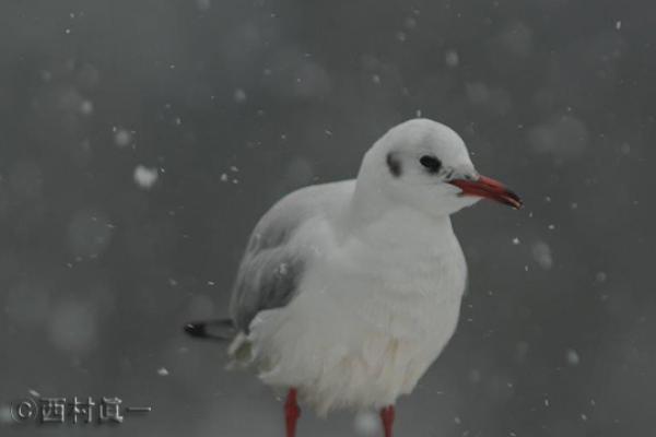 東京都の鳥、ユリカモメ