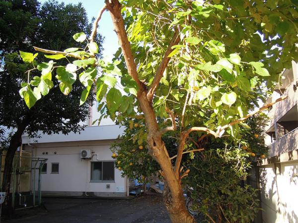 敷地内に植えられた桑の木を蚕のエサに利用する小学校もある（写真は浜田山小学校）