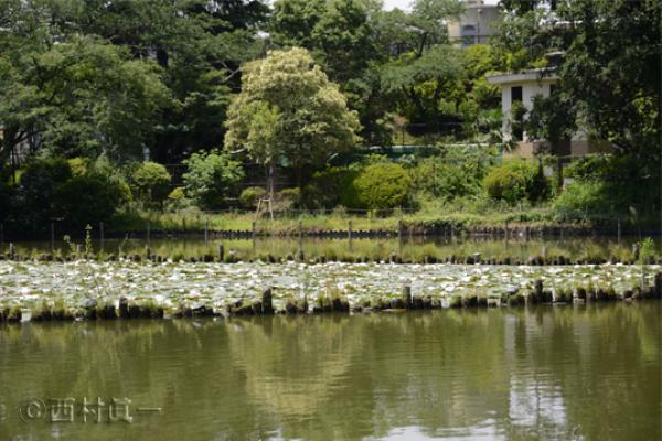 善福寺池上池（６月）