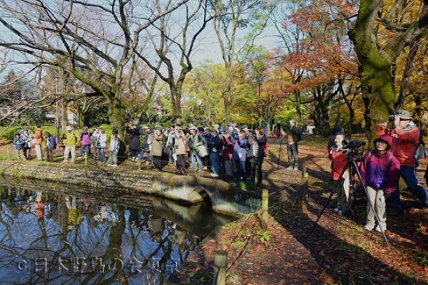 善福寺公園探鳥会（2014年11月30日開催）