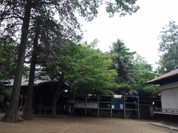 広い境内にあるイチョウの木には毎年たくさんの銀杏ができる