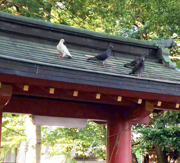 幸せの白い鳩に出会えるかも!?