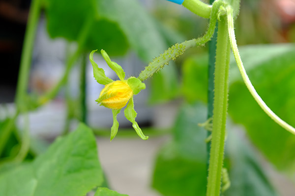 雌花（6月8日）