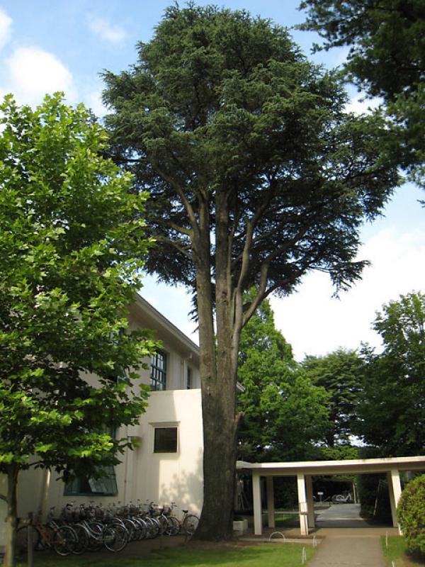 東京女子大学