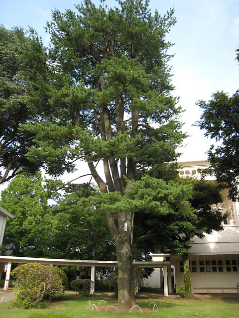 東京女子大学