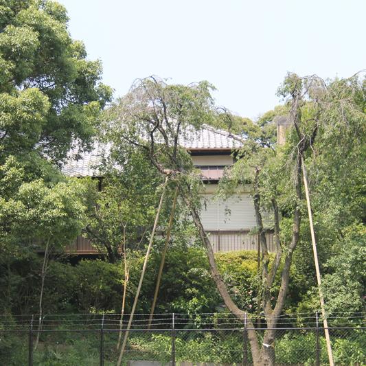 （仮称）荻外荘公園から見た荻外荘。白いシャッターが下りている部屋の左隣りの部屋で近衞文麿は自決した