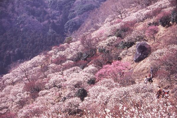 幕山公園では毎年「梅の宴」を開催。山麓の斜面が梅のじゅうたんに覆われる（写真提供：湯河原温泉観光協会）