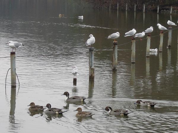 冬のカモやユリカモメなど、季節ごとにさまざまな野鳥が見られる