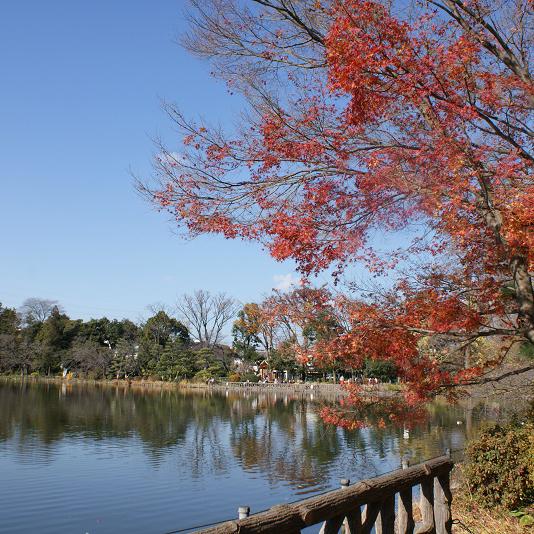 穏やかな時間が流れる上の池