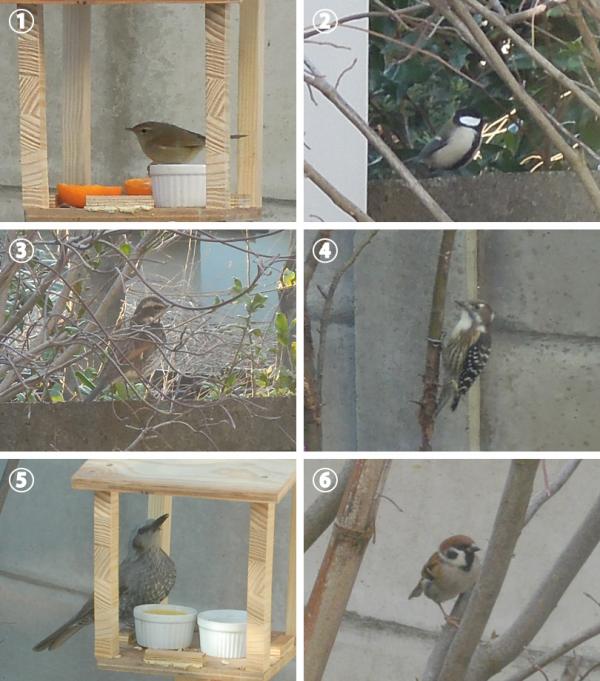 庭に来る野鳥の例<br>(1)ウグイス<br>(2)シジュウカラ<br>(3)ツグミ<br>(4)コゲラ<br>(5)ヒヨドリ<br>(6)スズメ