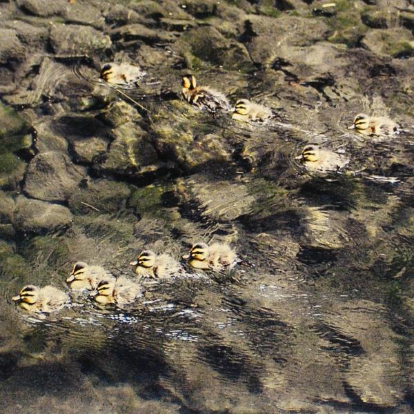 懸命に泳ぐ姿がかわいいカルガモの赤ちゃんたち（写真提供：善福寺川緑地サービスセンター）
