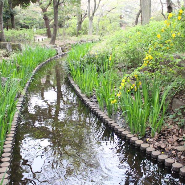 水生植物のある流れ