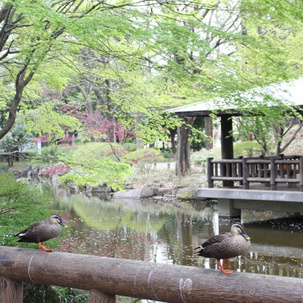 池には水鳥など野鳥も訪れる