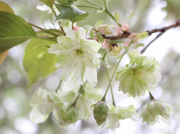 淡い黄緑色の花がきれいなギョイコウ