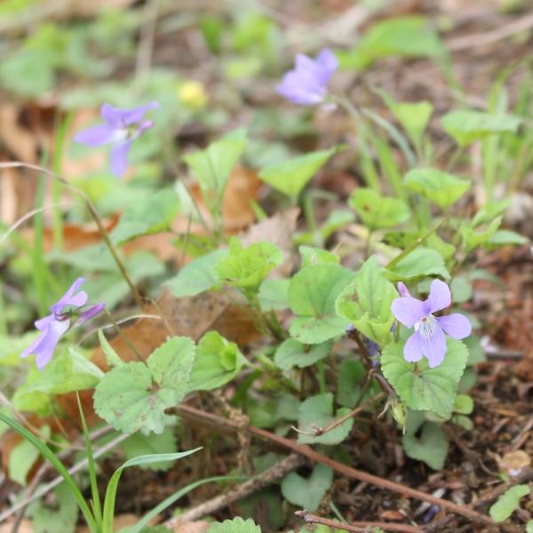 春にはかわいらしいスミレの花が咲く雑木林