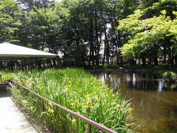 キショウブが見ごろを迎えた５月の池