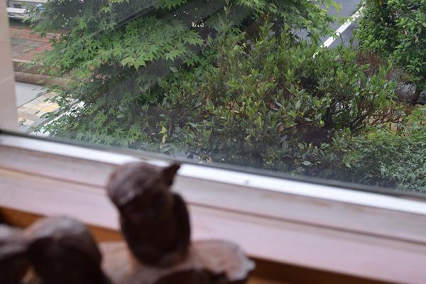 「かつら（桂）文庫」の由来となった月桂樹の木。寝室の窓からも見下ろせる