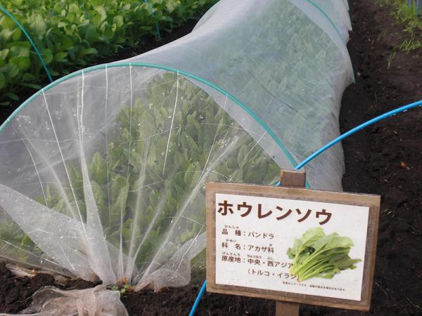 プレートが何の野菜か教えてくれる