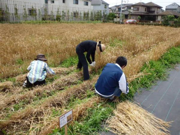 区内では珍しい麦刈りも体験できる（写真提供：都市農業係）