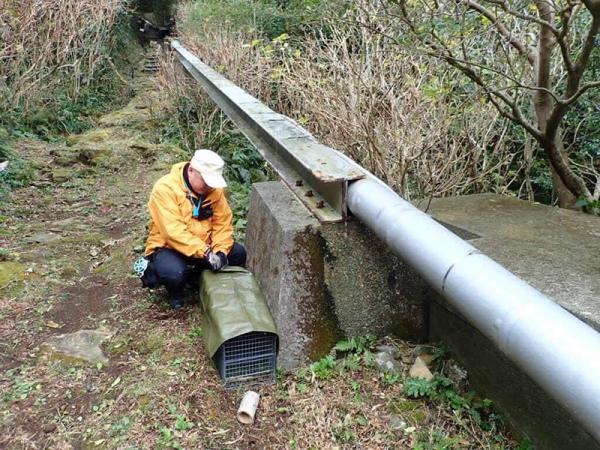 御蔵島大島分川沿で捕獲器を設置中。どこであろうと動物と向き合う心は同じ（写真提供：佐藤洋平）