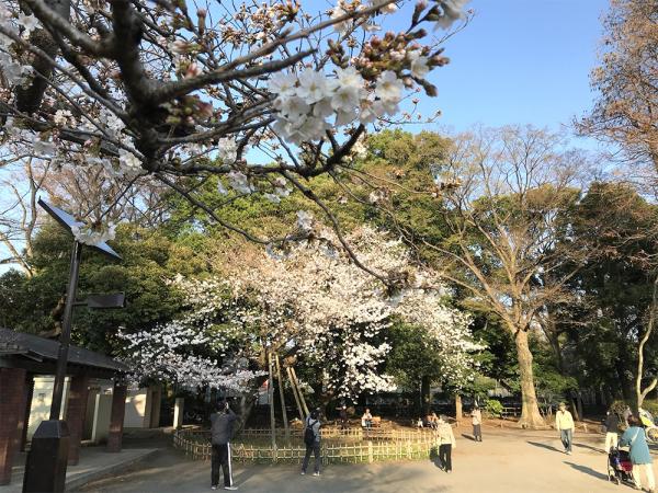 春の桜